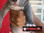 Pitbull
