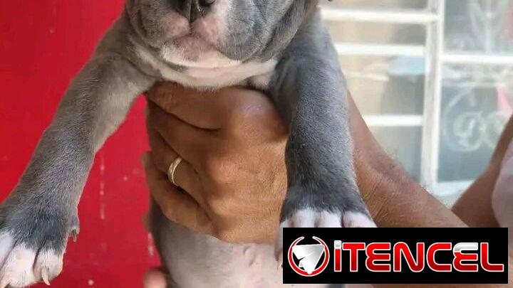 Pitbull