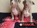 Si buscas un amigo fiel no dudes puede ser un pastor Alemán, pitbull, Chihuahua, shitzu, bulldog Salchicha 53818081