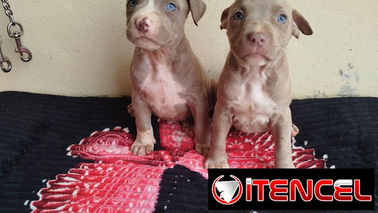 Si buscas un amigo fiel no dudes puede ser un pastor Alemán, pitbull, Chihuahua, shitzu, bulldog Salchicha 53818081