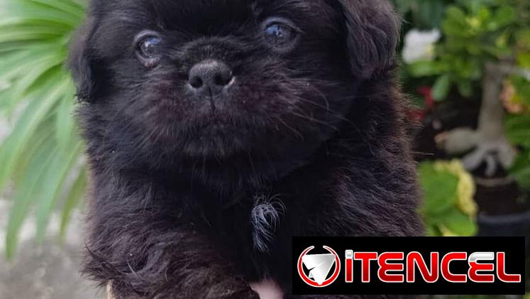 Bellezas de spaniel tibetano hembras y machos