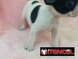 Hermosos Bulldog Francés🇫🇷🐮🐾🎁🐶