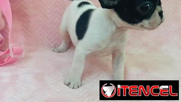 Hermosos Bulldog Francés🇫🇷🐮🐾🎁🐶