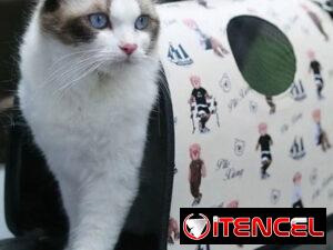 cad93ce29932c46c488a4e871a63b02a16736a883aa38d1affe7779b7cb9ca74