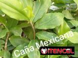 Plantas medicinales y posturas