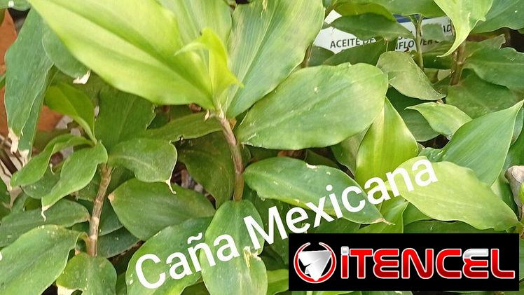 Plantas medicinales y posturas