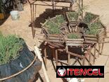 Plantas decorativas