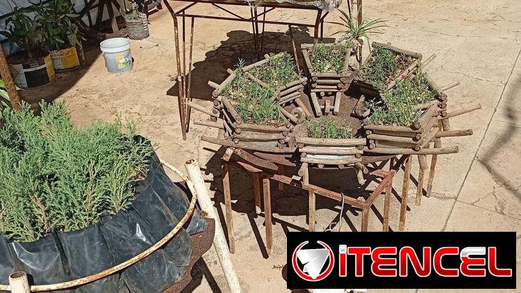 Plantas decorativas