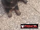 Chihuahuas