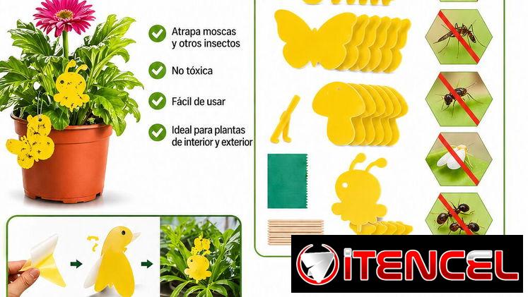 Trampas para moscas🪰🪰
