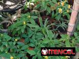 Plantas ornamentales de todo tipo