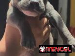 Si buscas calidad y compañía no dudes en llamar al 53818081