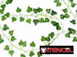 🌿 Guirnalda de Hojas de Hiedra Artificial. Interesados al 53998989 o 54981957