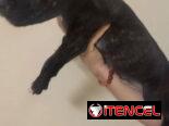 Cachorros de pitbull