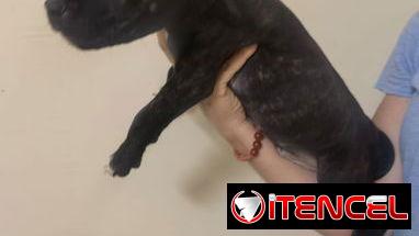 Cachorros de pitbull