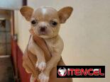 SHIHUAHUA MINI,hembra,en 300 USD o equivalente(ACEPTO TRANSFERENCIA)TENGO MENSAJERÍA,tiene 55 días y está desparacitada