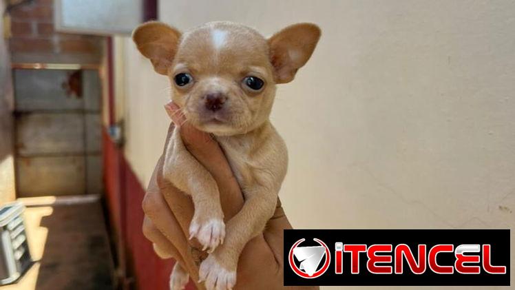 SHIHUAHUA MINI,hembra,en 300 USD o equivalente(ACEPTO TRANSFERENCIA)TENGO MENSAJERÍA,tiene 55 días y está desparacitada