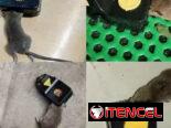 LO MEJOR DEL MERCADO TRAMPAS SUPER EFECTIVAS PARA RATONES