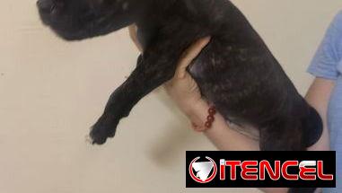 Cachorros de pitbull