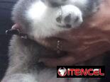 Cachorro de Husky Siberiano macho.