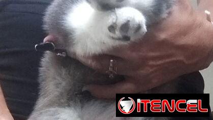 Cachorro de Husky Siberiano macho.
