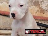((( DOGO ARGENTINO AMBOS SEXOS BETTY MASCOTAS WHATSAPP 52506841 )))