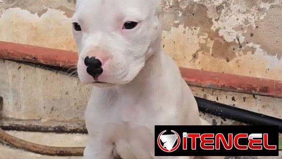 ((( DOGO ARGENTINO AMBOS SEXOS BETTY MASCOTAS WHATSAPP 52506841 )))