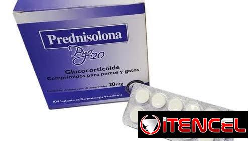 Prednisolona para perros y gatos