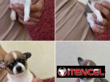 ((( CHIHUAHUAS PARA TODOS LOS GUSTOS PELO LARGO Y PELO CORTO BETTY MASCOTAS WHATSAPP 52506841 )))