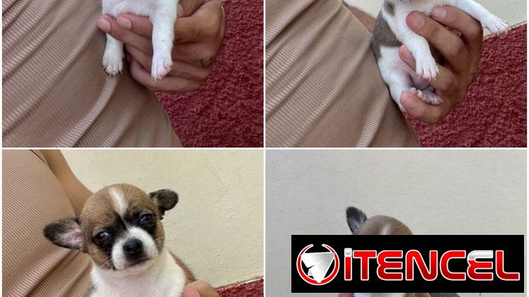 ((( CHIHUAHUAS PARA TODOS LOS GUSTOS PELO LARGO Y PELO CORTO BETTY MASCOTAS WHATSAPP 52506841 )))