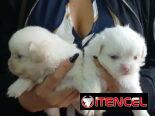 Pequines en venta hembras y varones