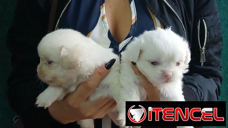 Pequines en venta hembras y varones