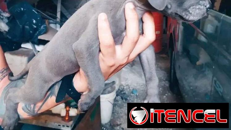 Cachorros Pitbull 45 días , desparasitados