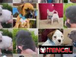 • • • • • •  RAZAS CANINAS PARA ELEGIR WhatsApp 58746643• • • • • •