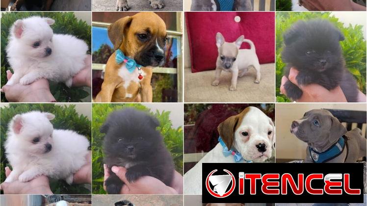 • • • • • •  RAZAS CANINAS PARA ELEGIR WhatsApp 58746643• • • • • •