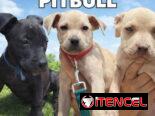 Variedades de cachorros de raza 😍