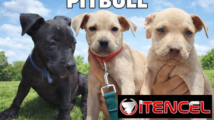 Variedades de cachorros de raza 😍