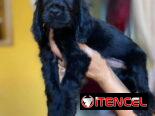 Bellezas de cachorros de cocker spaniel hembraa