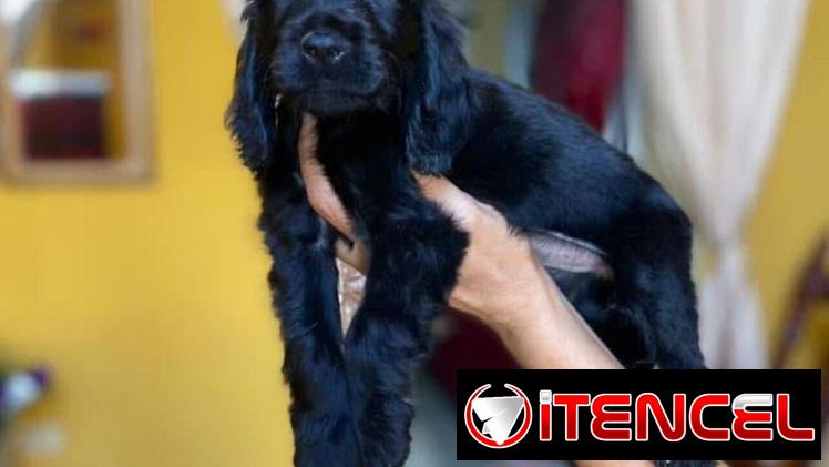 Bellezas de cachorros de cocker spaniel hembraa