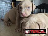 AMÉRICAN BULLY XL,ambos sexos,en 700 USD o equivalente,TENGO MENSAJERÍA,tienen 55 días y están desparacitados.