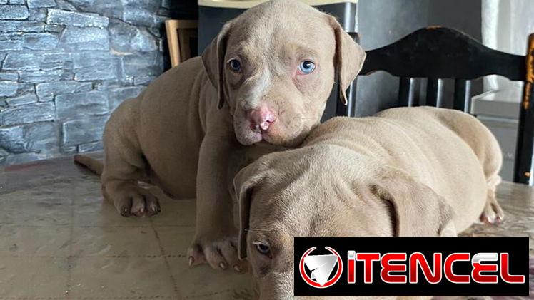AMÉRICAN BULLY XL,ambos sexos,en 700 USD o equivalente,TENGO MENSAJERÍA,tienen 55 días y están desparacitados.