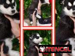 Venta de cachorros