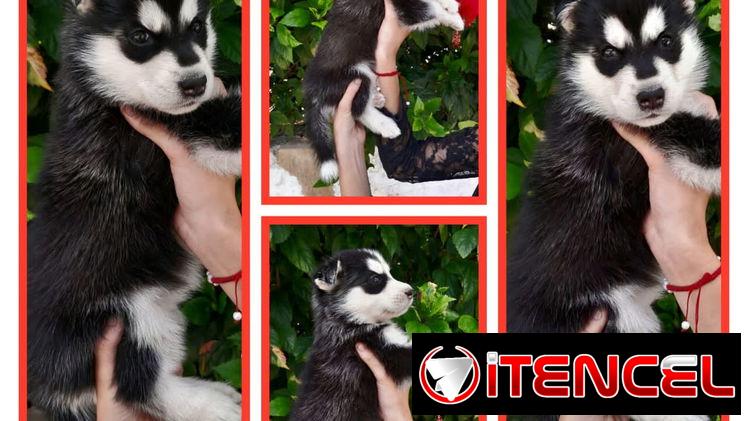 Venta de cachorros