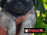 Cachorros de pequinés