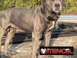 Cachorros de pitbull