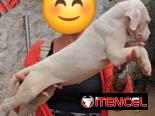 (((  DOGO ARGENTINO AMBOS SEXOS BETTY MASCOTAS WHATSAPP 52506841 )))