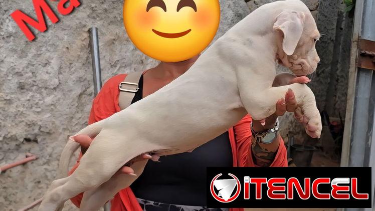 (((  DOGO ARGENTINO AMBOS SEXOS BETTY MASCOTAS WHATSAPP 52506841 )))