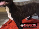 PITBULL,macho,en 130 USD o equivalente(ACEPTO TRANSFERENCIA)TENGO MENSAJERÍA,de 3 meses(pesa 7.8kg) y esta desparacitado