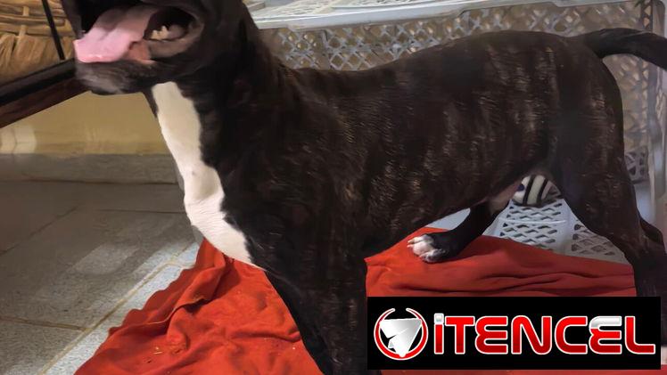PITBULL,macho,en 130 USD o equivalente(ACEPTO TRANSFERENCIA)TENGO MENSAJERÍA,de 3 meses(pesa 7.8kg) y esta desparacitado