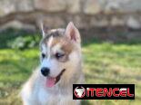 Cachorro de Huskys Siberianos